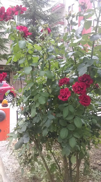 Hostel Yurt Akademi Ankara Hotel Törökország